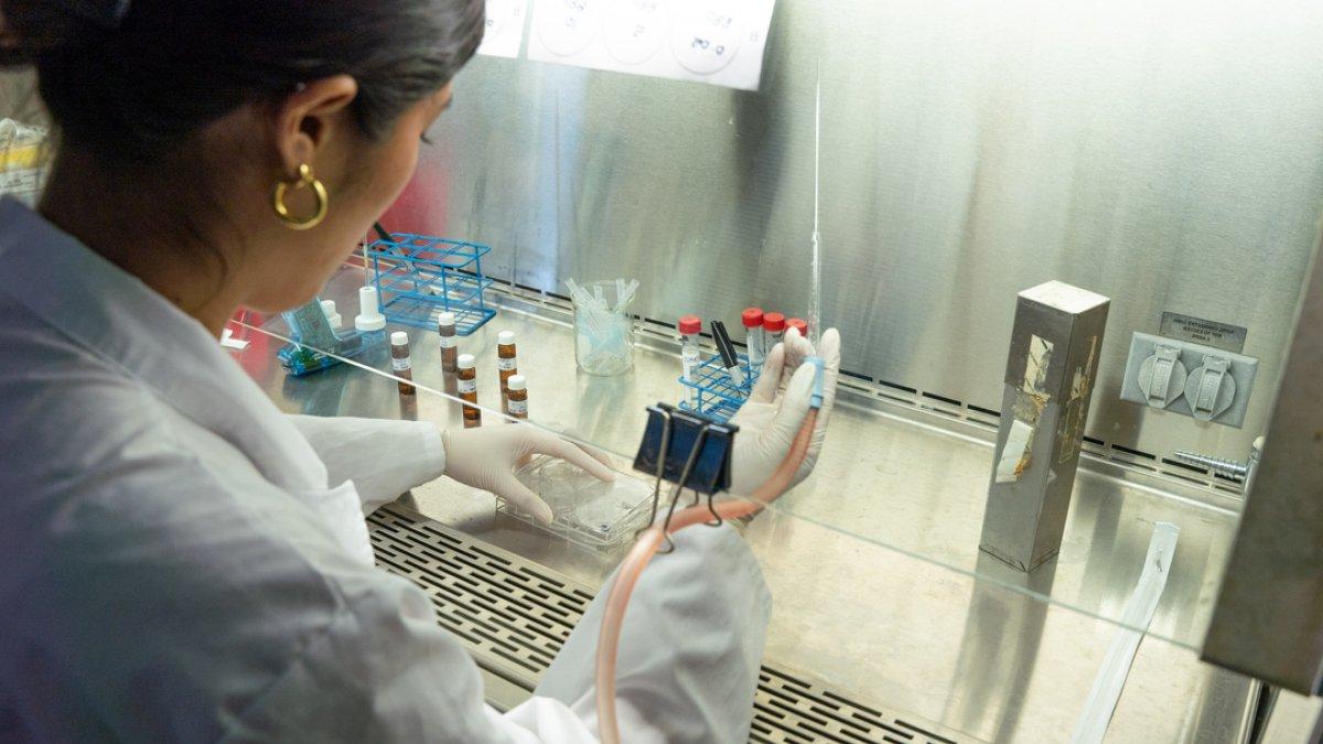 A student in a chemistry vent hood conducting cellular research